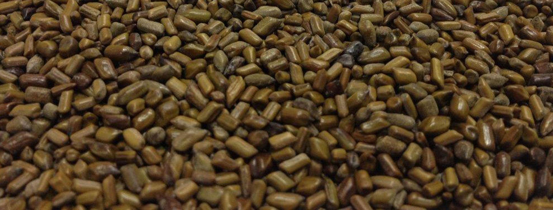 cassia tora seeds exporters in Nigeria